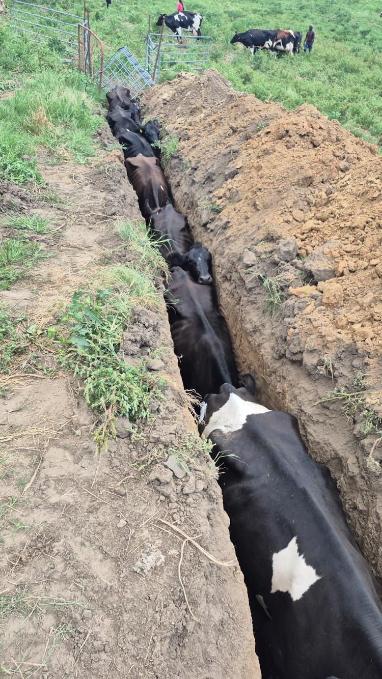 Photo of sick cows in long thin trench