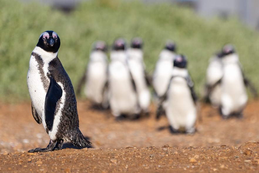 Photo fo a penguin