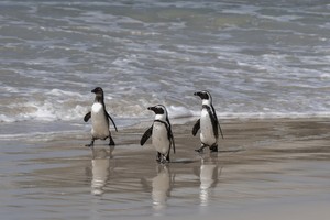 African Penguins