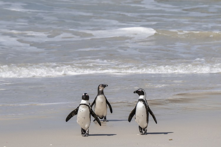 African Penguins