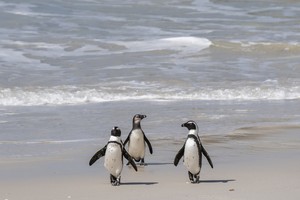 African Penguins