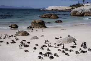 African Penguins