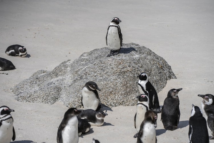 African Penguins