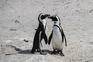 African Penguins