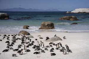 African Penguins