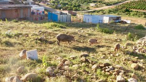 Photo of pigs in a graveyard