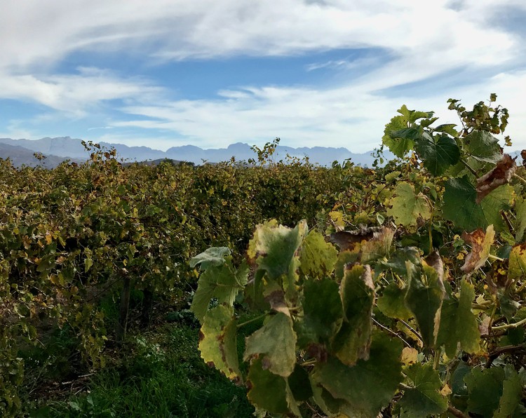 Photo of vineyard